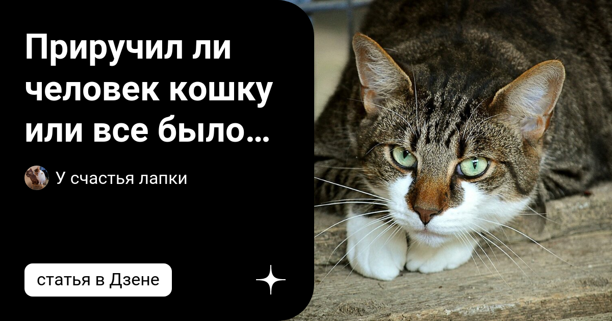 окей ржака. почему нельзя держать кошек за хвост. собаки необычных пород. яйца кота трава. четыре лапы дзен.