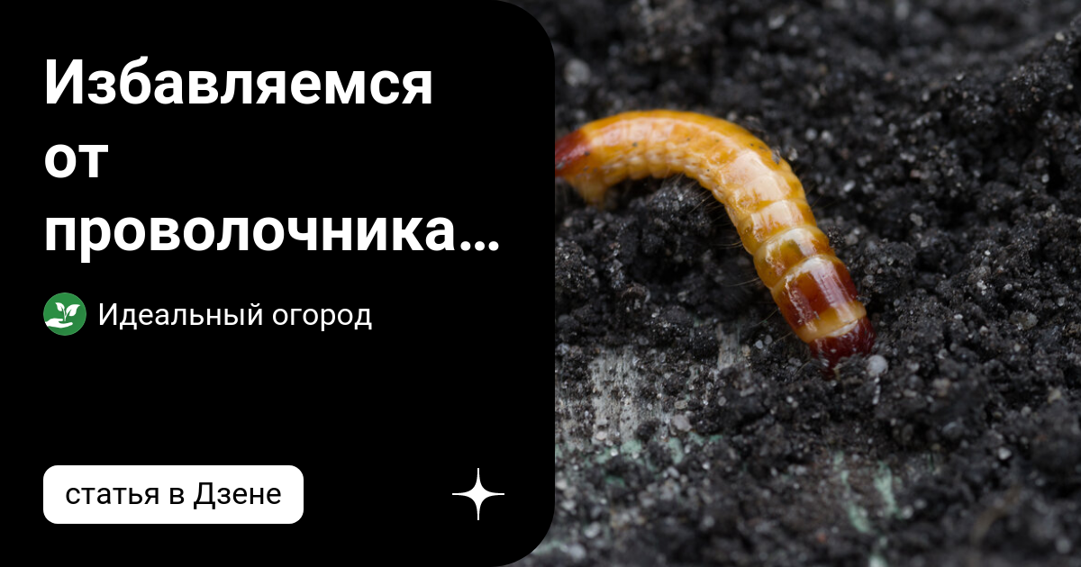 Избавляемся от проволочника самыми эффективными методами | Идеальный ...