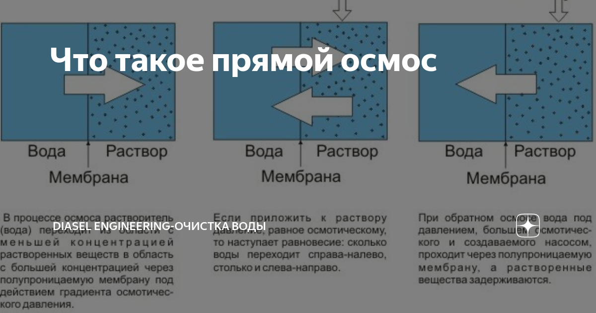 Что такое осмос в микробиологии