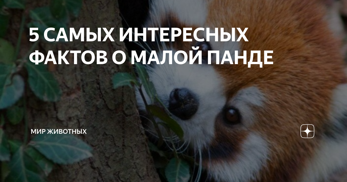 Рыжая панда встает на задние лапы. Интересные факты о малой панде. Енотовидная панда. Красная китайская панда. Интересные факты о малой панде.