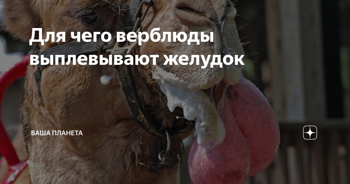 Для чего верблюды выплевывают желудок | Ваша Планета | Дзен