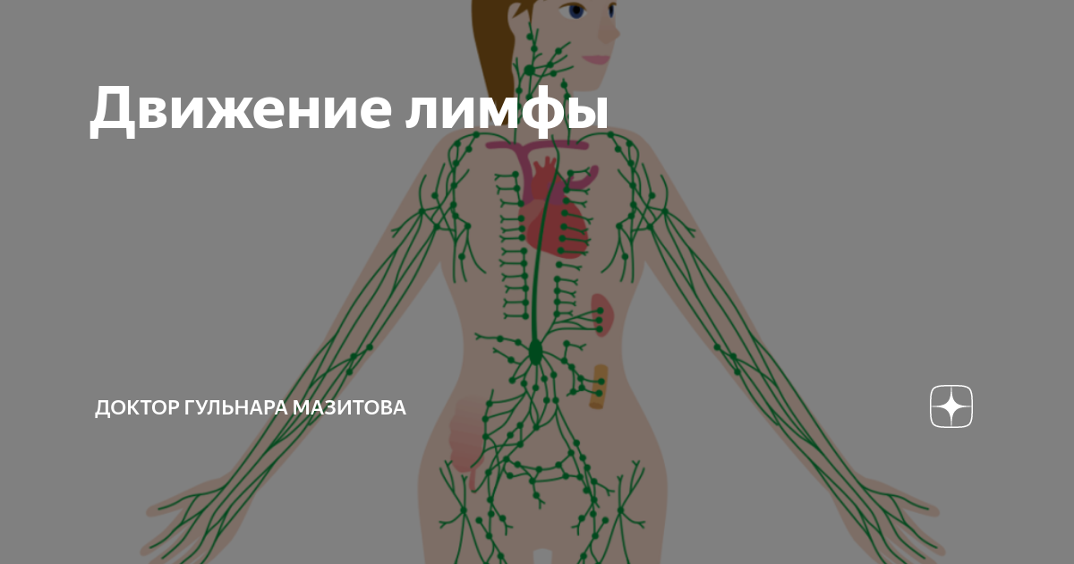 Лимфатическая система человека: схема движения лимфы с рисунком