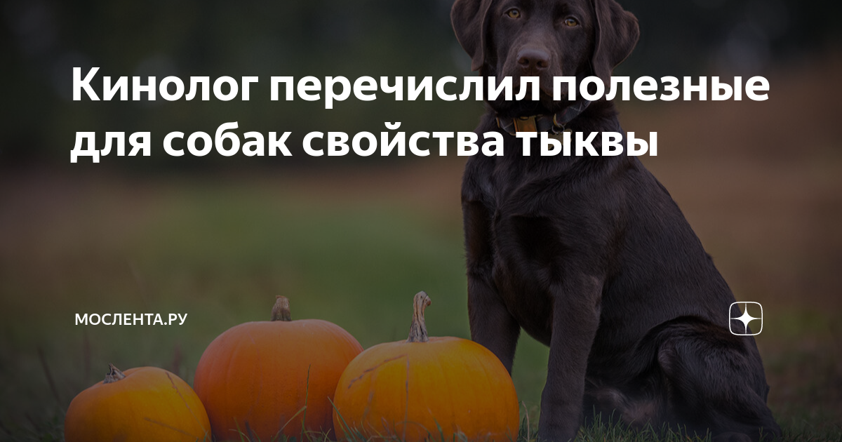 Кане корсо. Можно давать собаке тыкву. Можно ли собакам тыкву вареную. Животные с тыквой. Собака с тыквой на голове.