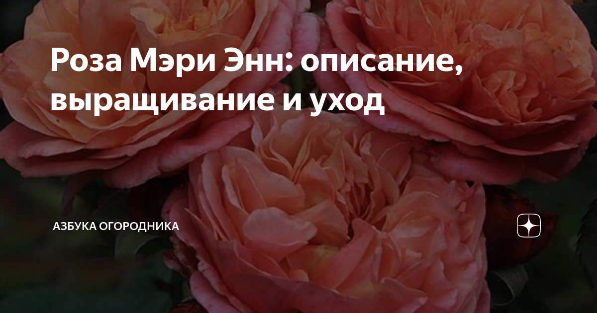 Роза мэри роз фото и описание