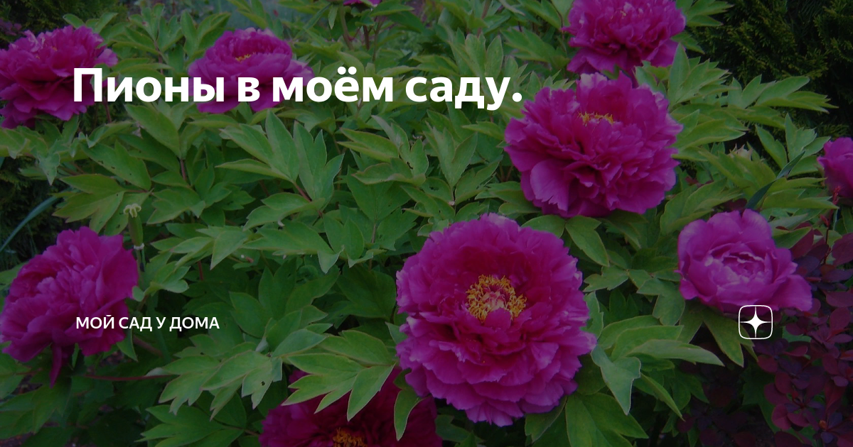 Пионы в моём саду. | МОЙ САД У ДОМА | Дзен