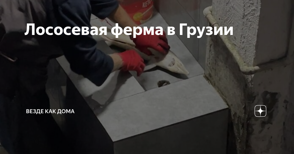 Лососевая ферма в Грузии | Друганов | Дзен