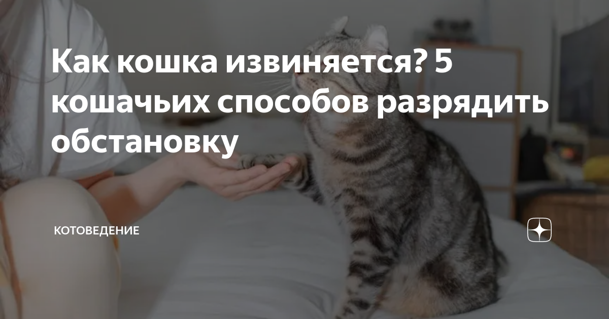 Как кошка извиняется 5 кошачьих способов разрядить обстановку