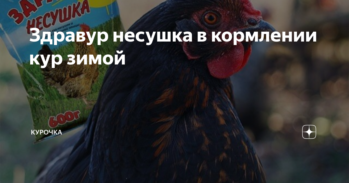 Здравур несушка в кормлении кур зимой | Курочка | Дзен