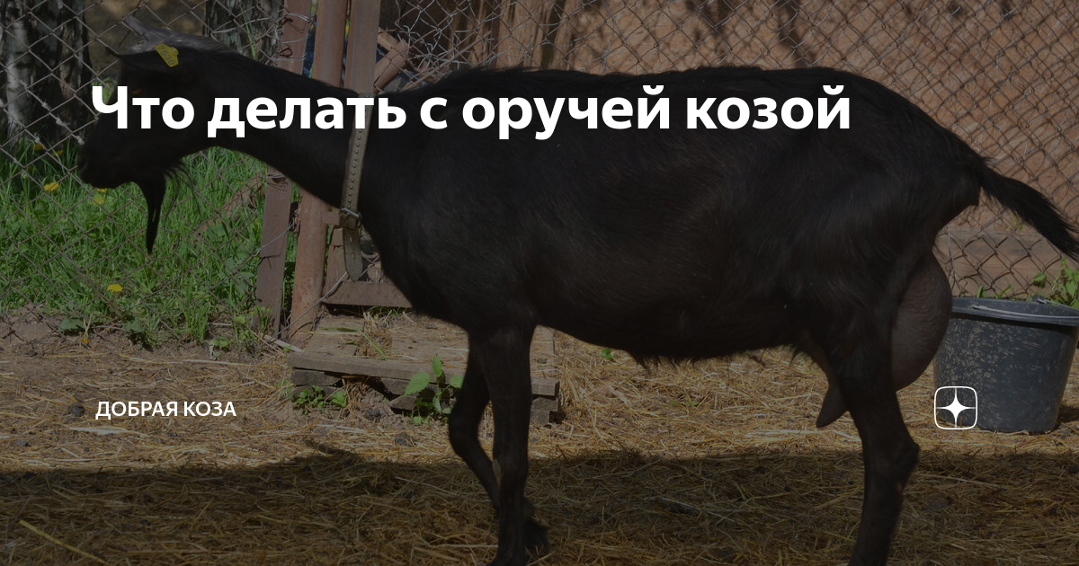 Что делать с оручей козой | Добрая коза | Дзен