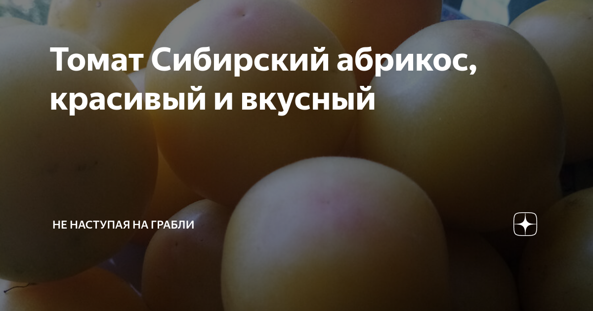 Томат Сибирский абрикос, красивый и вкусный | Не наступая на грабли | Дзен