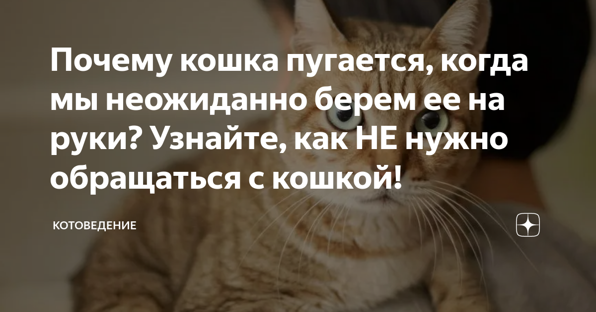 Клшкология и котоведение. Котоведение дзен. Котоведение. Котоведение дзен. Котоведение дзен.