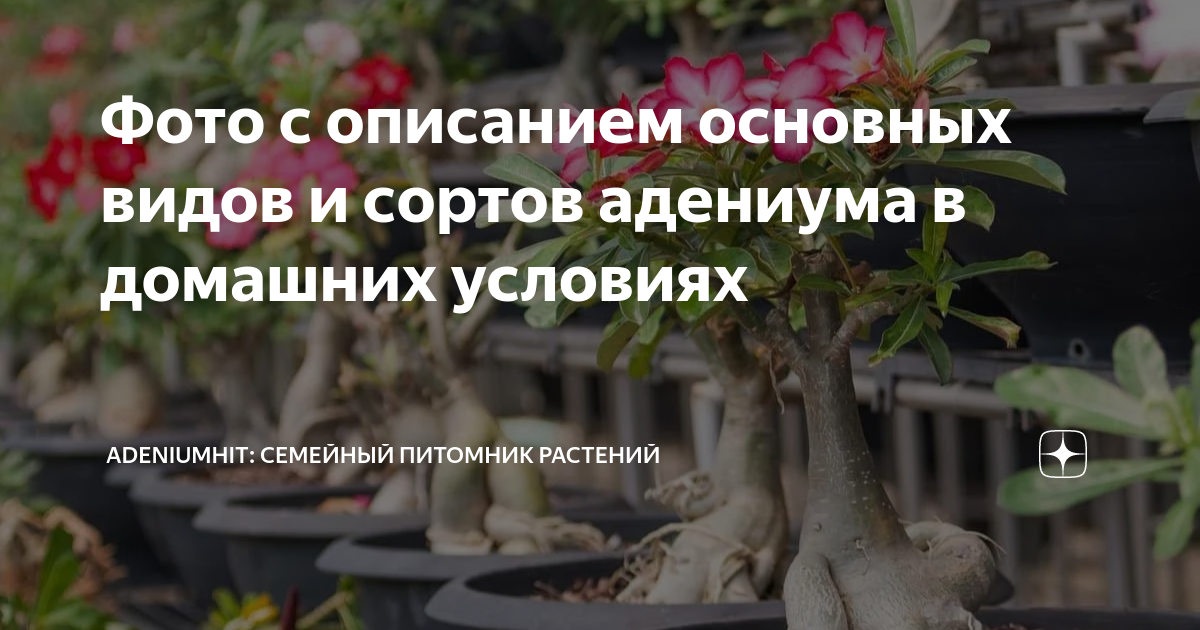 Фото с описанием основных видов и сортов адениума в домашних условиях ...