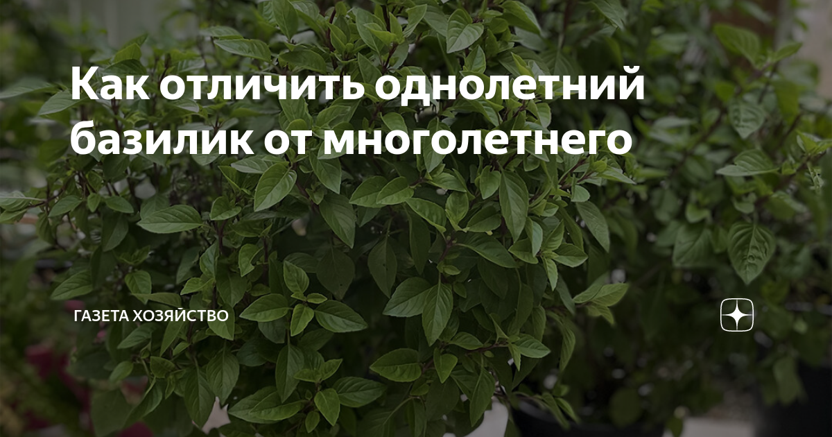 Базилик однолетний. Базилик однолетнее или многолетнее растение. Почему желтеют листья картофеля. Базилик однолетний или нет. Пожелтели листья картофеля причины.