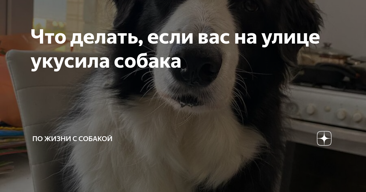 Почему бездомные собаки нападают на людей и что делать, если это произошло с вами