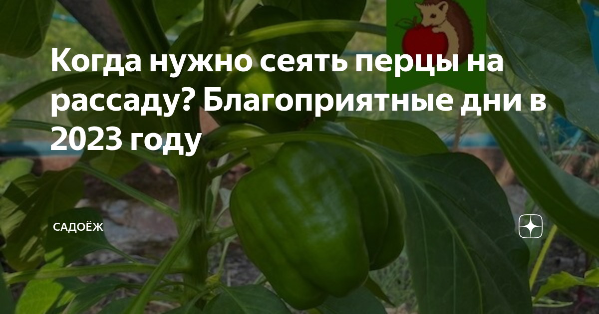 Когда можно сажать перцы 2024. Высадка перца на рассаду в феврале. Когда сеять перец на рассаду. Посадка перца на рассаду в 2023. Когда сажать перец на рассаду