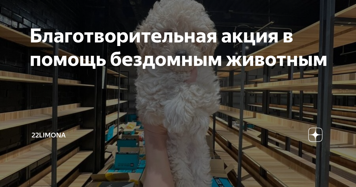 Подборка собак-путешественников