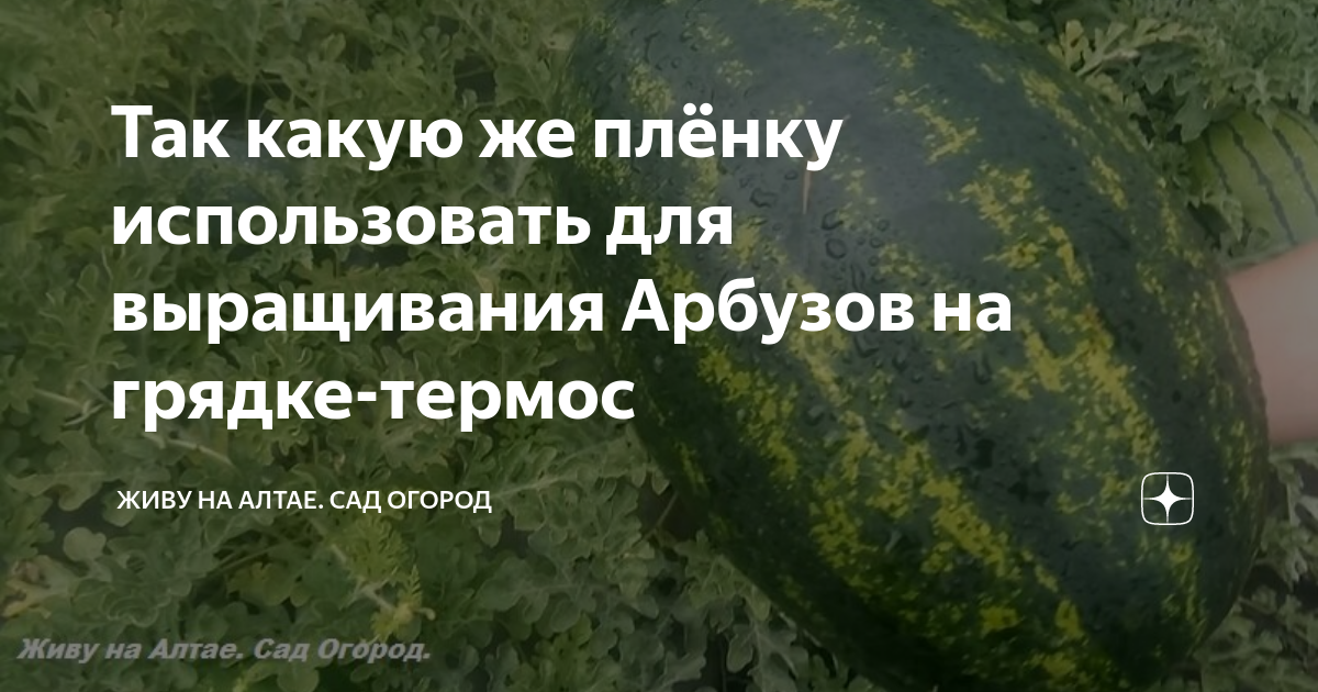 Так какую же плёнку использовать для выращивания Арбузов на грядке ...