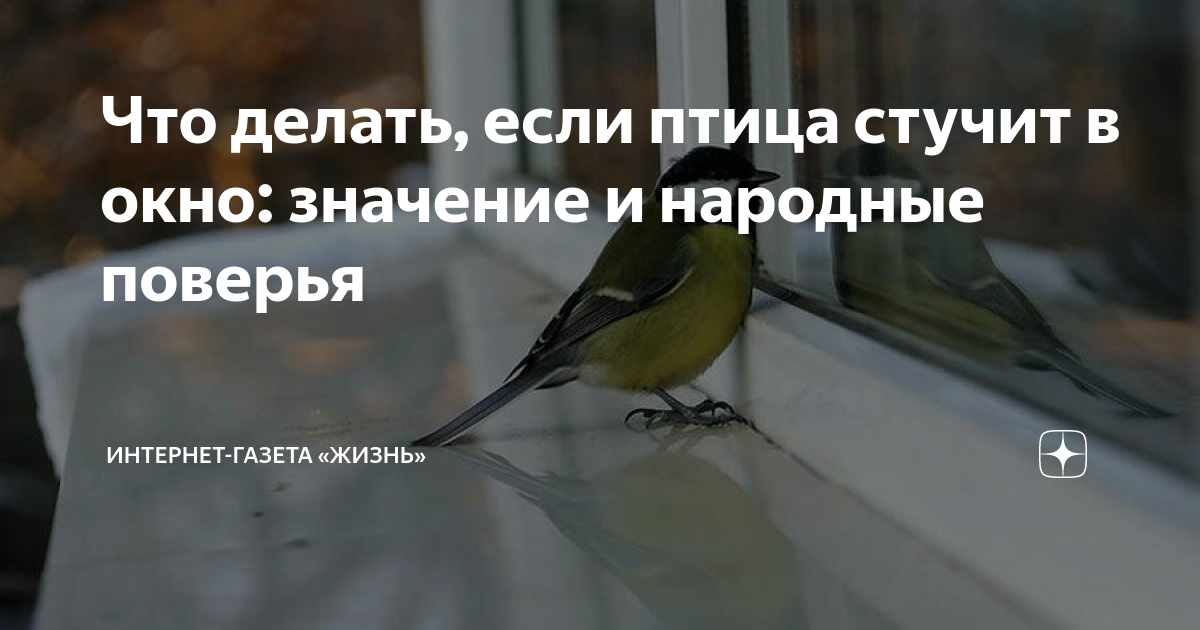 Что делать, если птица стучит в окно