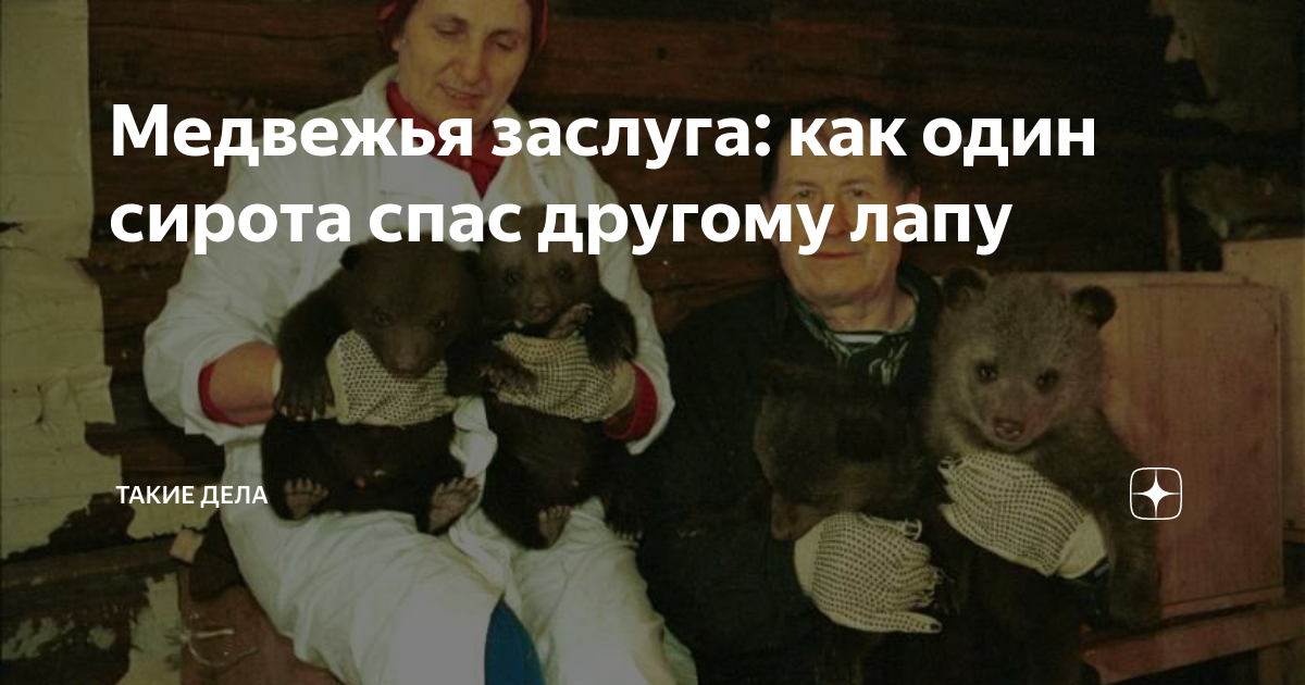Медвежья заслуга: как один сирота спас другому лапу | Такие Дела | Дзен