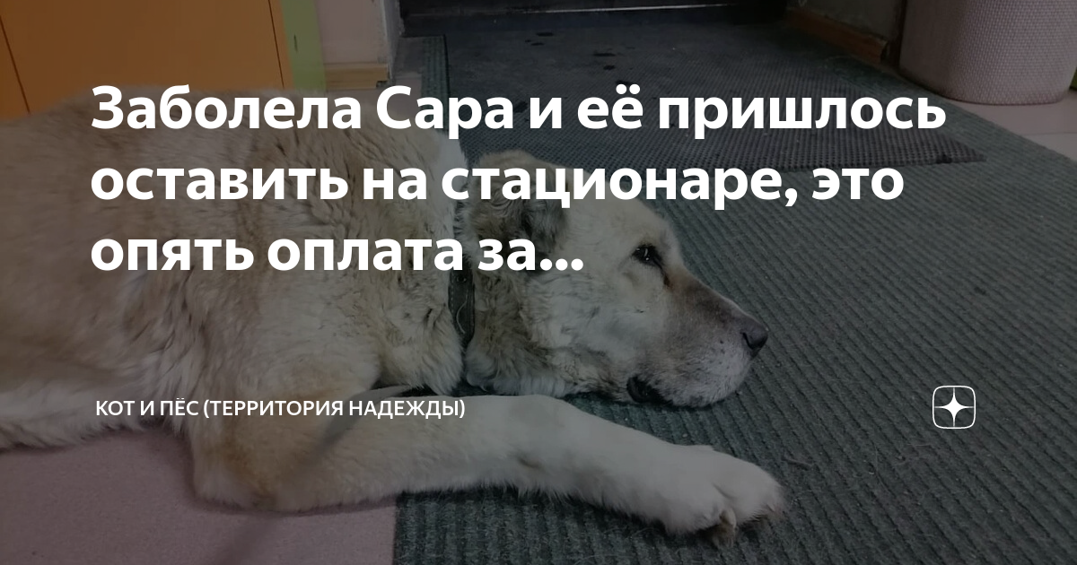 кот и пес территория надежды дзен. кот и пес территория надежды дзен. кот и пес территория надежды дзен. кот и пес территория надежды дзен. кот и пес территория надежды дзен.