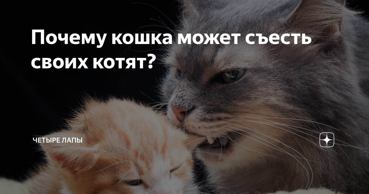 Четыре лапы дзен. Почему кошки съедают котят. Почему кошки едят своих котят. Можно мне котят. Кошка не может наесться почему.