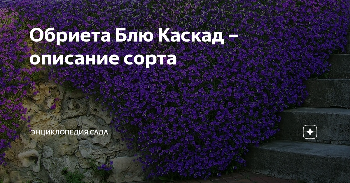 Обриета Блю Каскад – описание сорта | Энциклопедия сада | Дзен