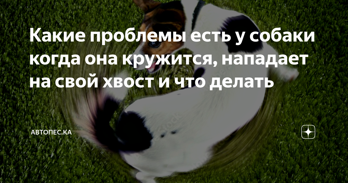 что делать если на тебя напала собака