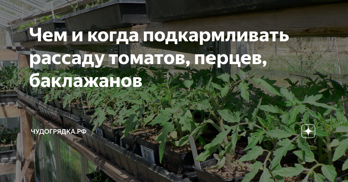 Рассада помидор. Рассада томатов в огороде. Рассада перца. Грядки в огороде. Чем подкормить рассаду помидор перца и баклажан