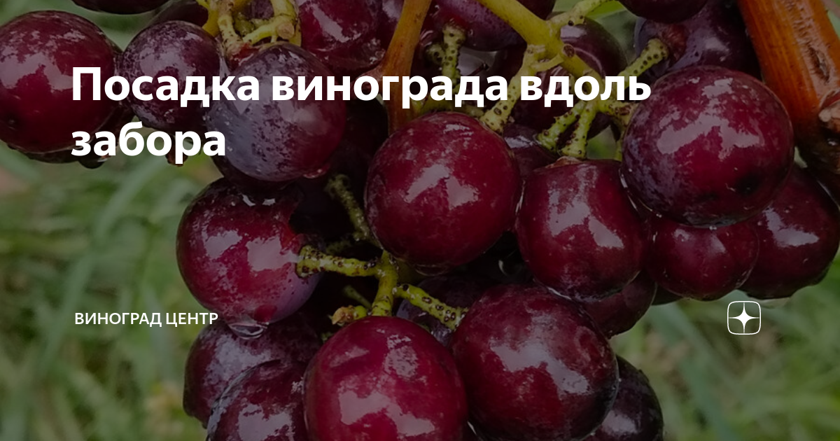 как посадить дикий виноград вдоль забора