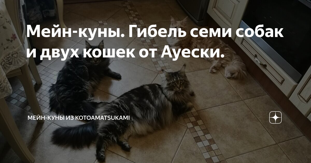 Мейн-куны. Гибель семи собак и двух кошек от Ауески. | Мейн-куны из ...