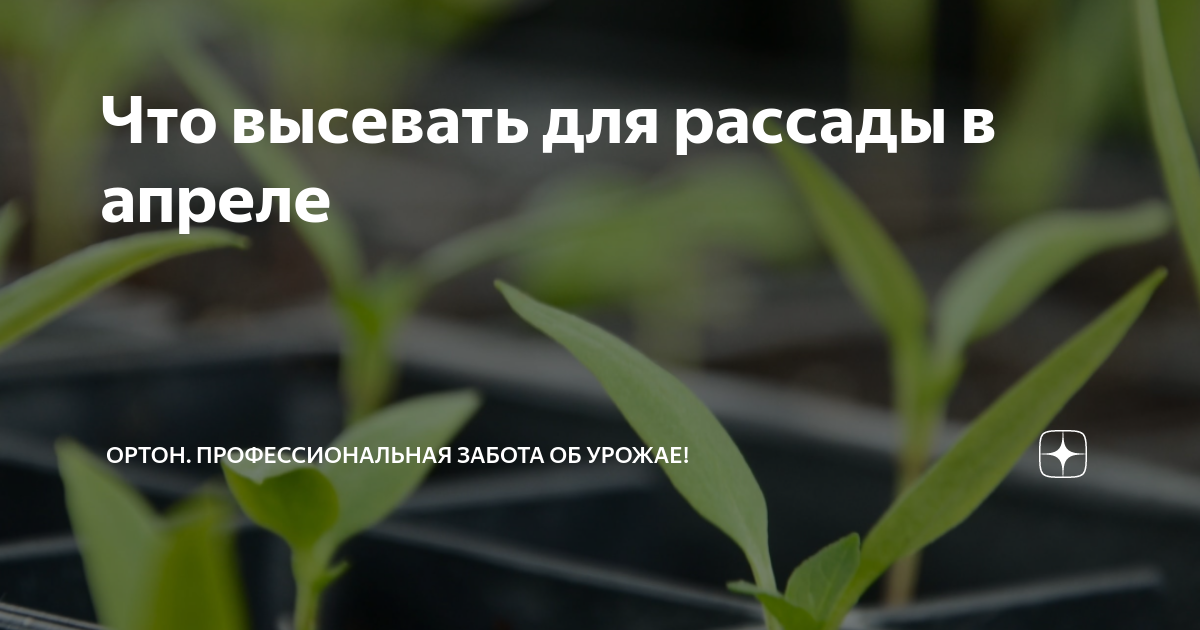 Что высевать для рассады в апреле | ОРТОН. Профессиональная забота об ...