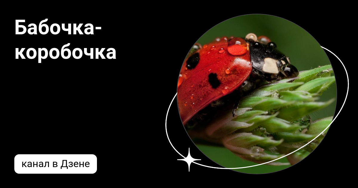 Бабочка коробочка - Вопросы и ответы