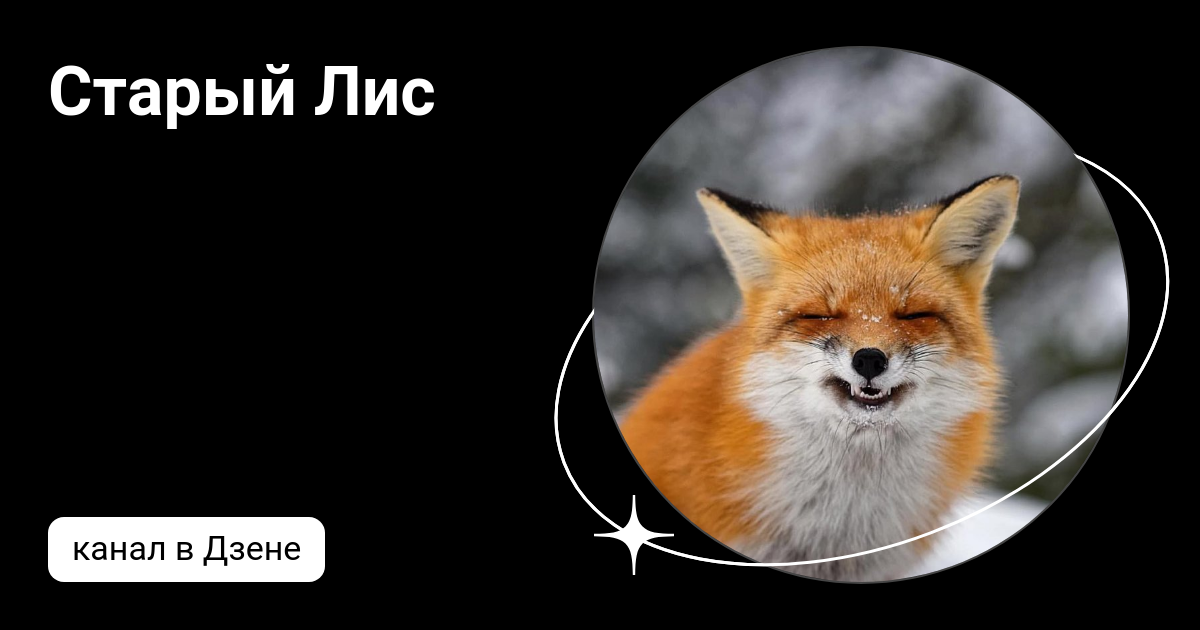 Старый лис отзывы. Old fox. Старый лис отзывы. Старая лиса. Лиса у сарая.