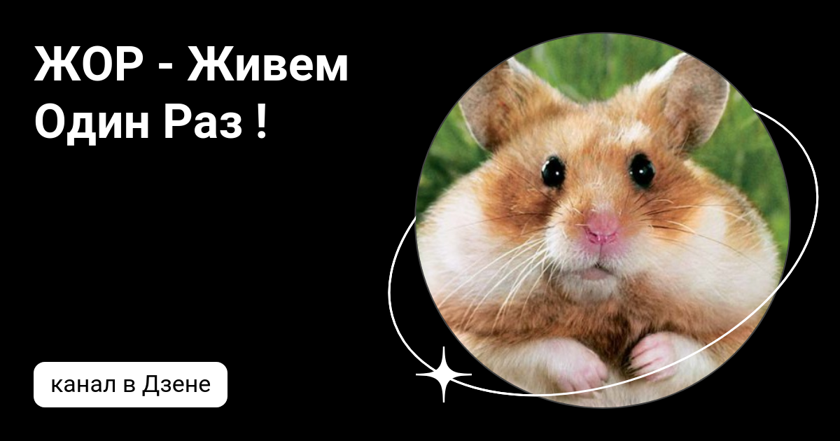 Жора надпись. Жора жора. Жора мемы. Жора жив. Жара лох.