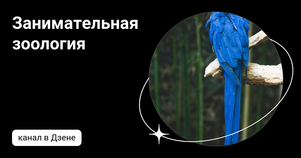 Занимательная зоология | Дзен