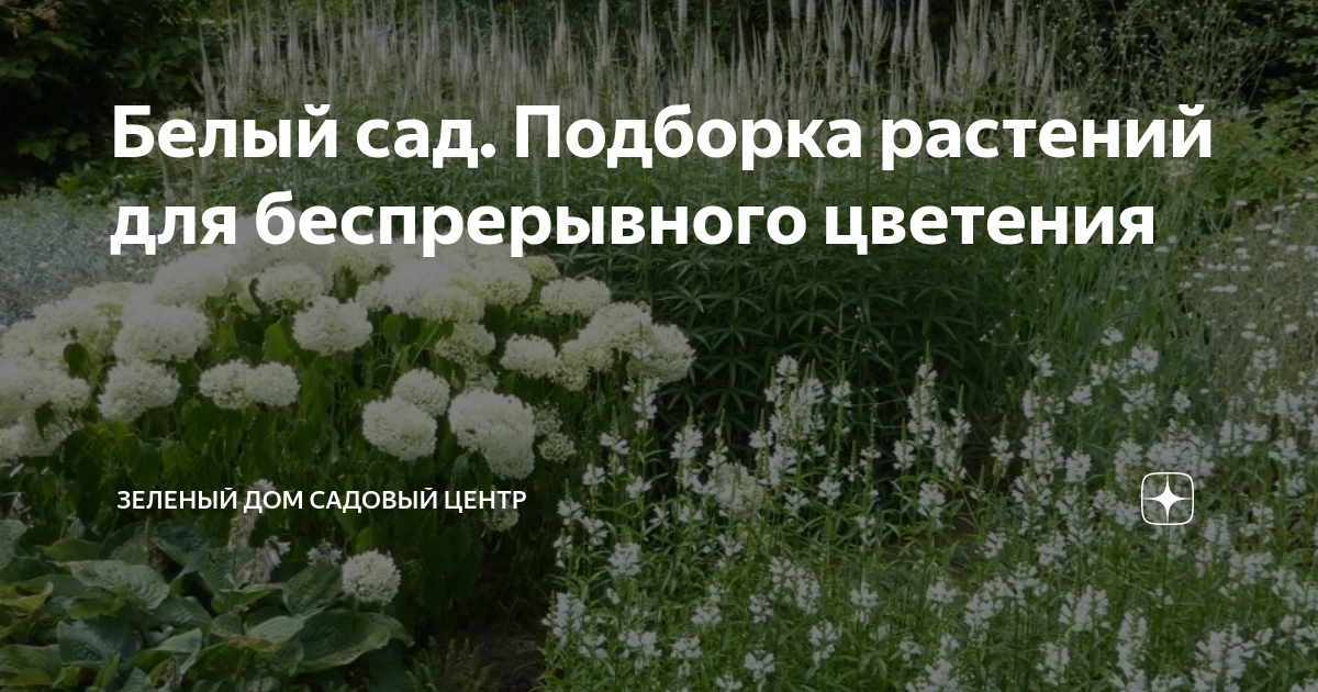 Белый сад. Подборка растений для беспрерывного цветения | Зеленый Дом ...