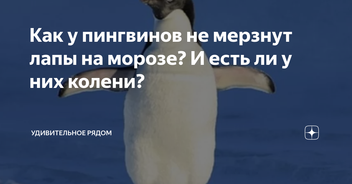 Почему у пингвинов не замерзают лапы на льду?