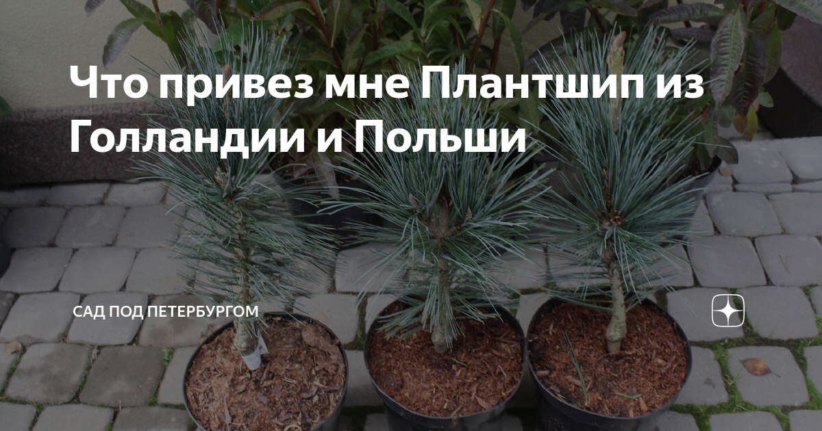 Что привез мне Плантшип из Голландии и Польши | Сад под Петербургом | Дзен