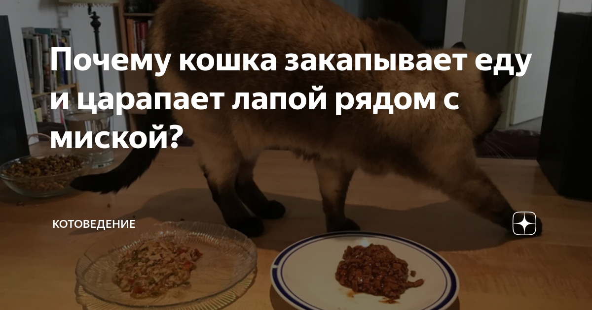 Почему кошка «закапывает» еду?