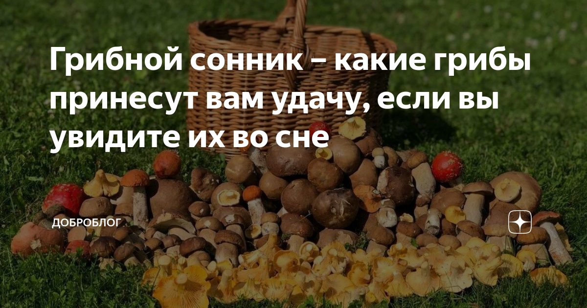 Собирала грибы во сне к чему это. К чему снятся грибы. Сонник к чему снятся грибы. Если приснились грибы.