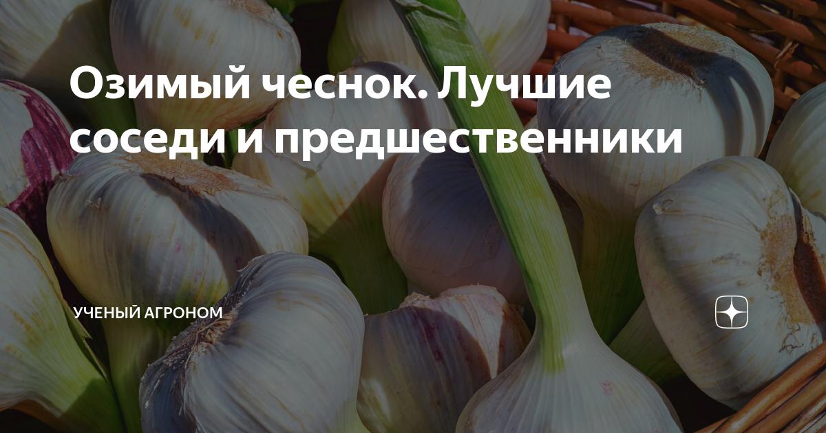 Озимый чеснок. Лучшие соседи и предшественники