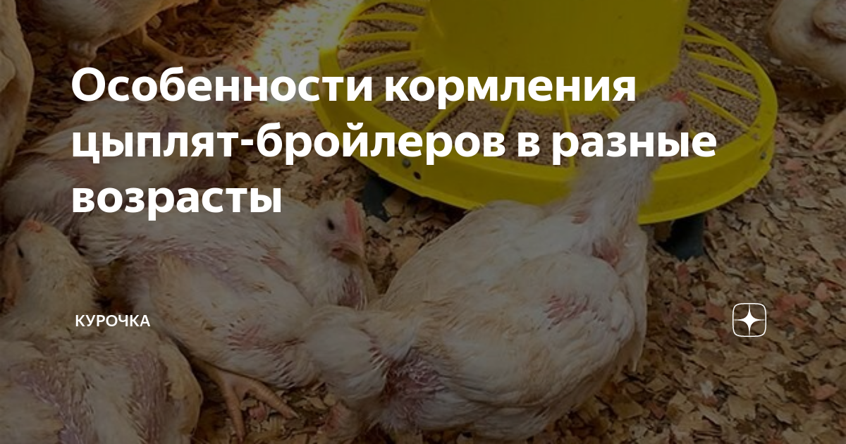 Особенности кормления цыплят-бройлеров в разные возрасты | Курочка | Дзен