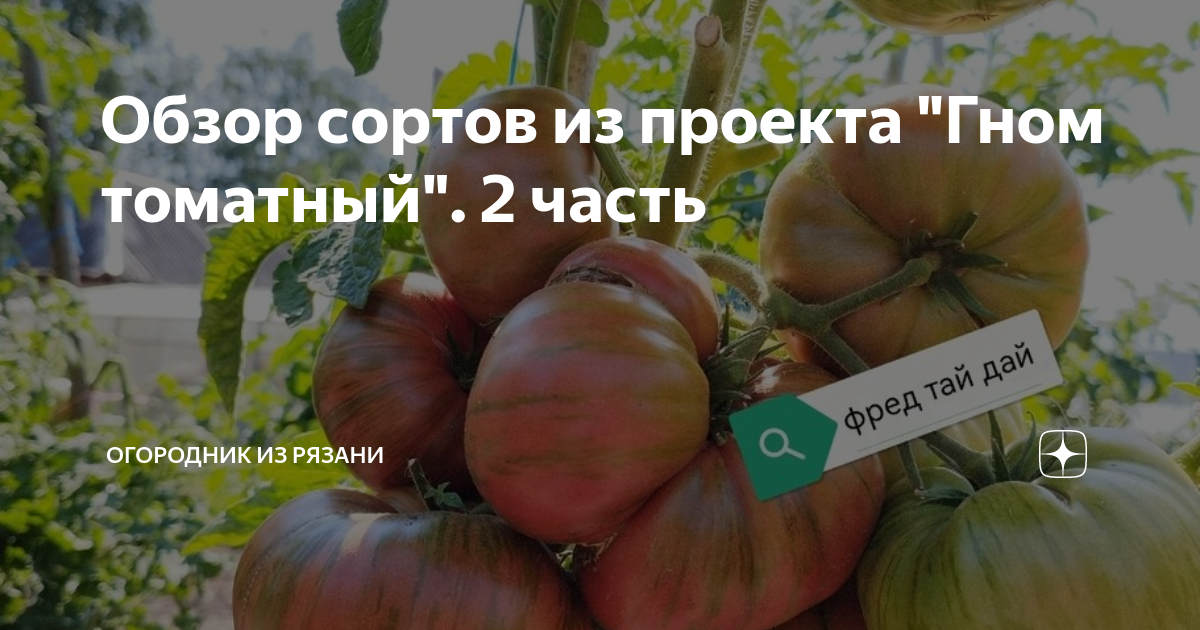 Обзор сортов из проекта \"Гном томатный\". 2 часть | Огородник из Рязани ...