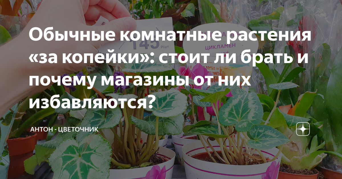 Обычные комнатные растения «за копейки»: стоит ли брать и почему ...