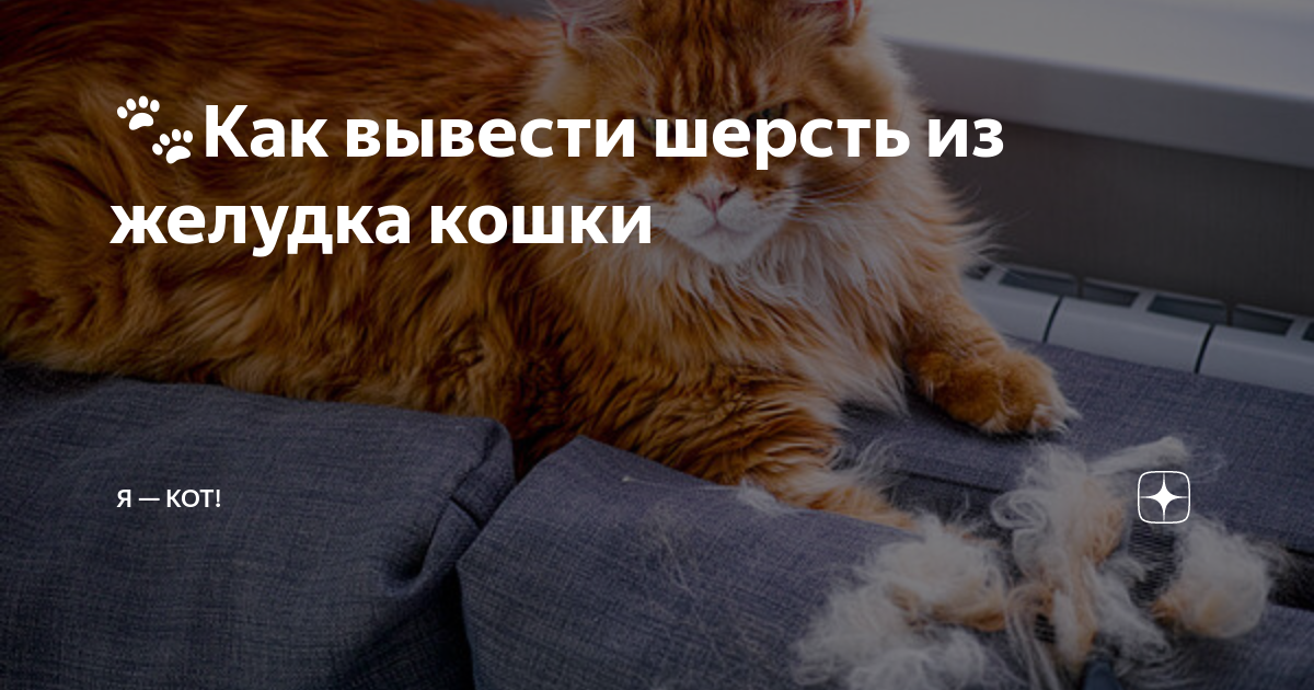 Рекомендации по питанию питомца