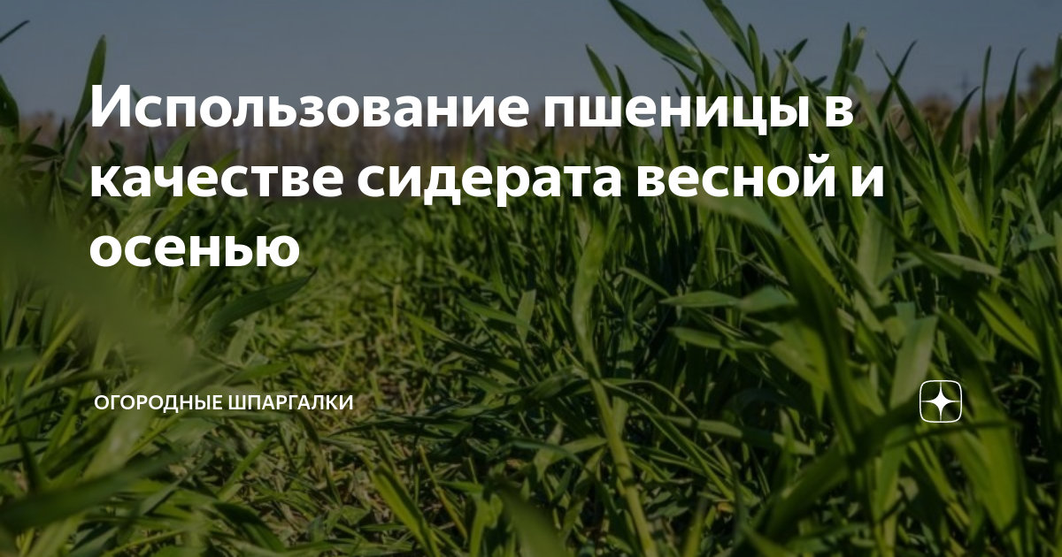 Лучшее время для сева и завалки пшеницы