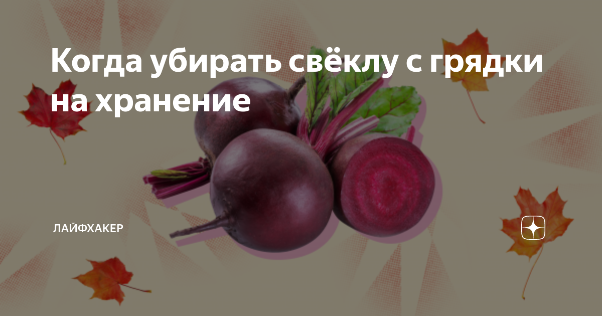 Когда убирать свеклу по лунному календарю. Свекла Кестрел f1. Свекла столовая Кестрел f1. Свекла столовая сорт Кестрел. Свекла Водан f1