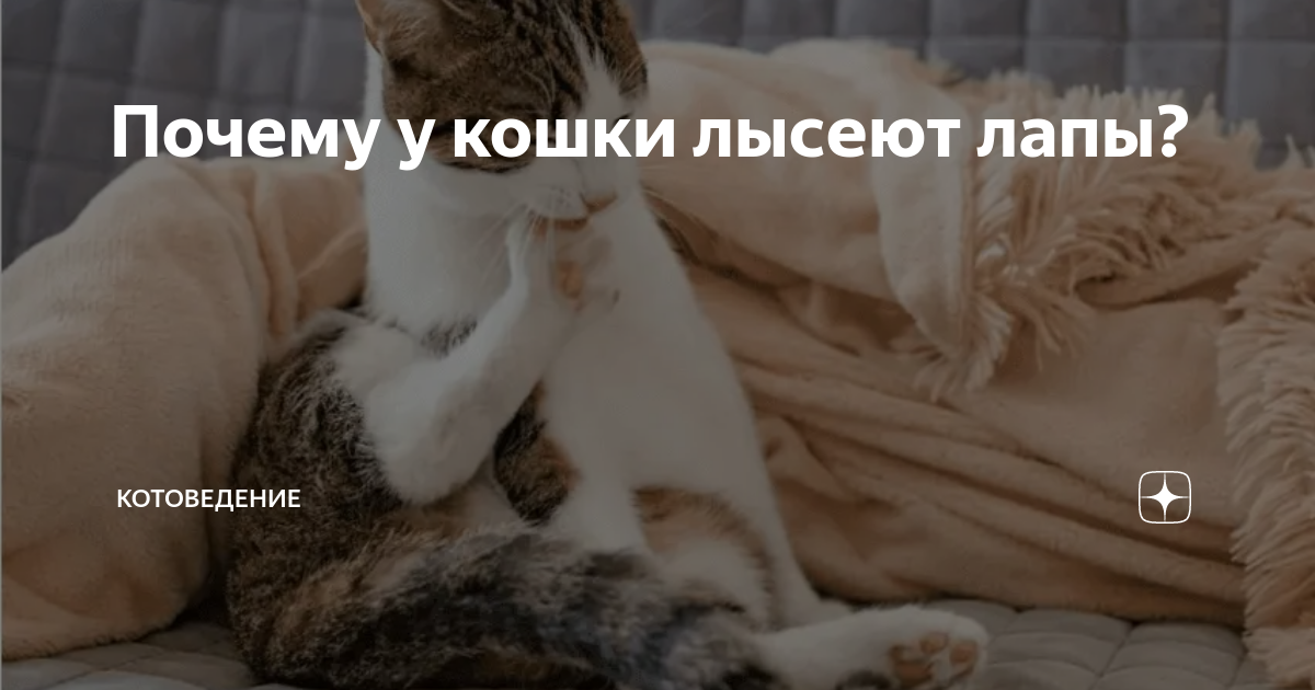 Что делать, если у кота выпадает шерсть