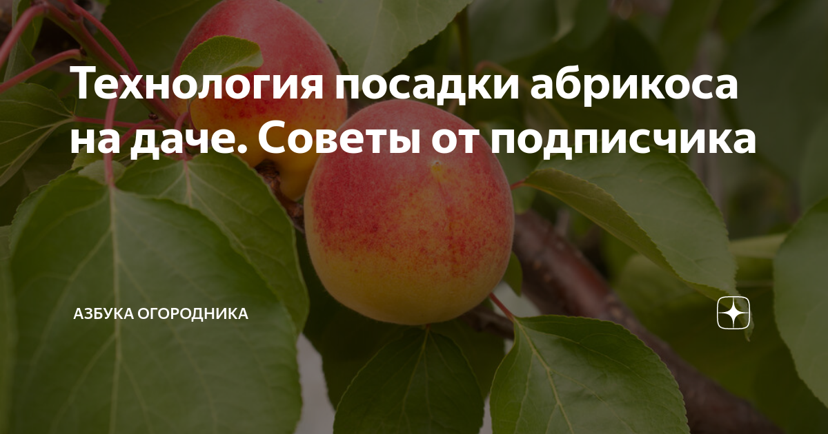 Где посадить абрикос. Где посадить абрикос