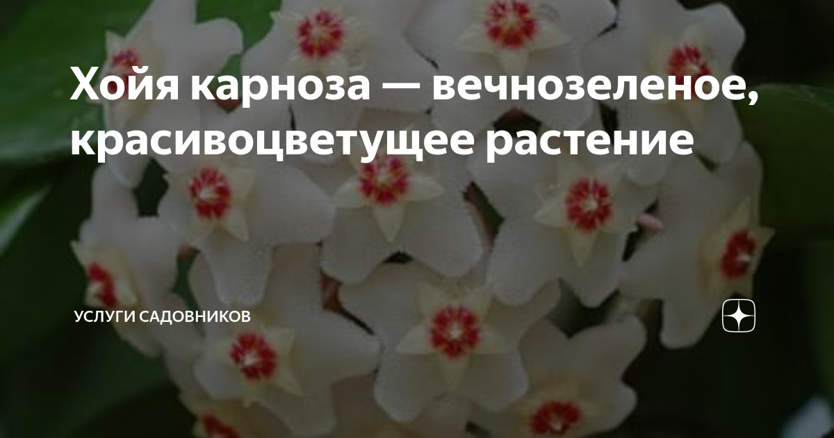 Хойя карноза — вечнозеленое, красивоцветущее растение | УСЛУГИ ...